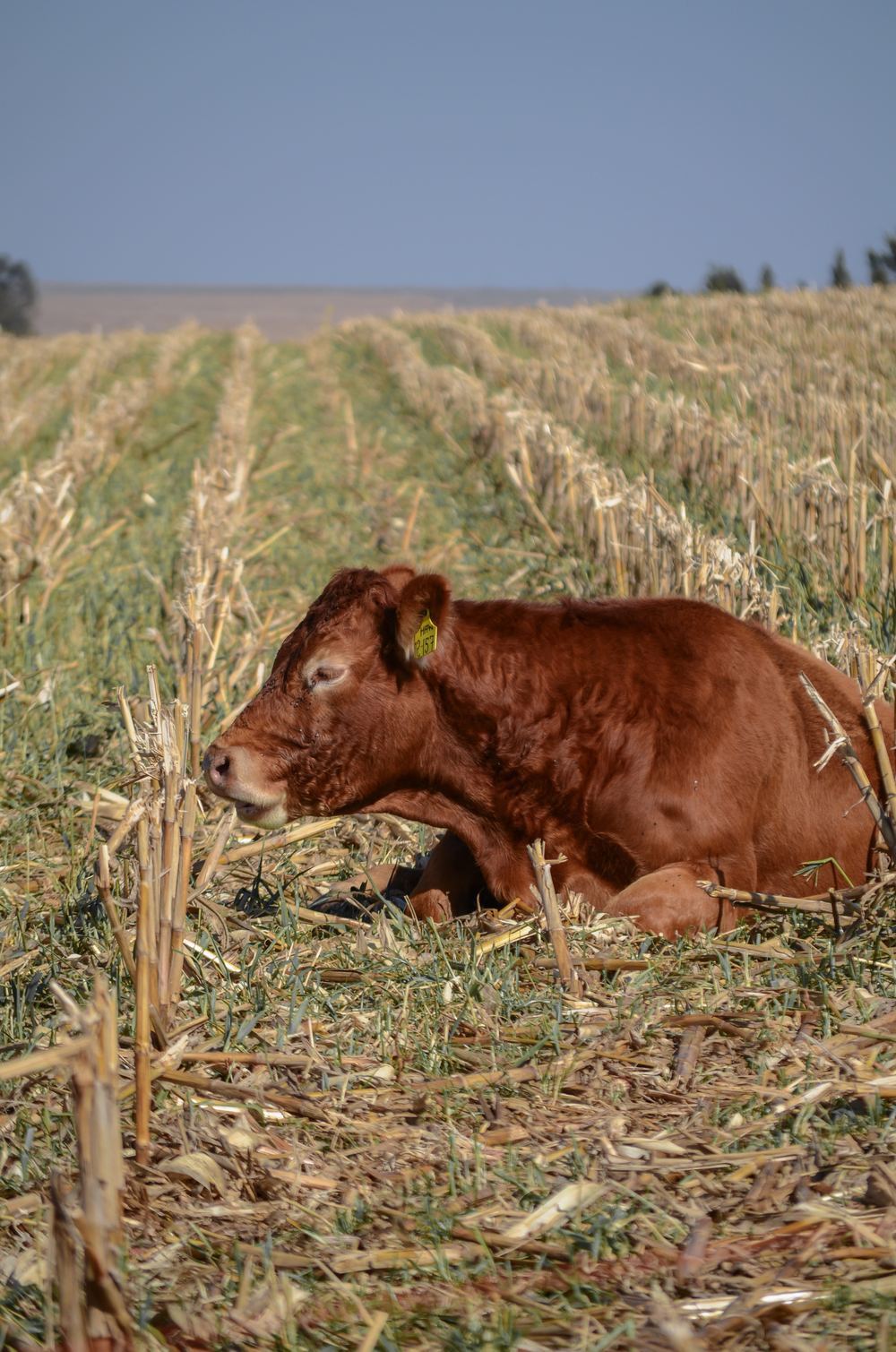 Cattle resting in a harvested crop field