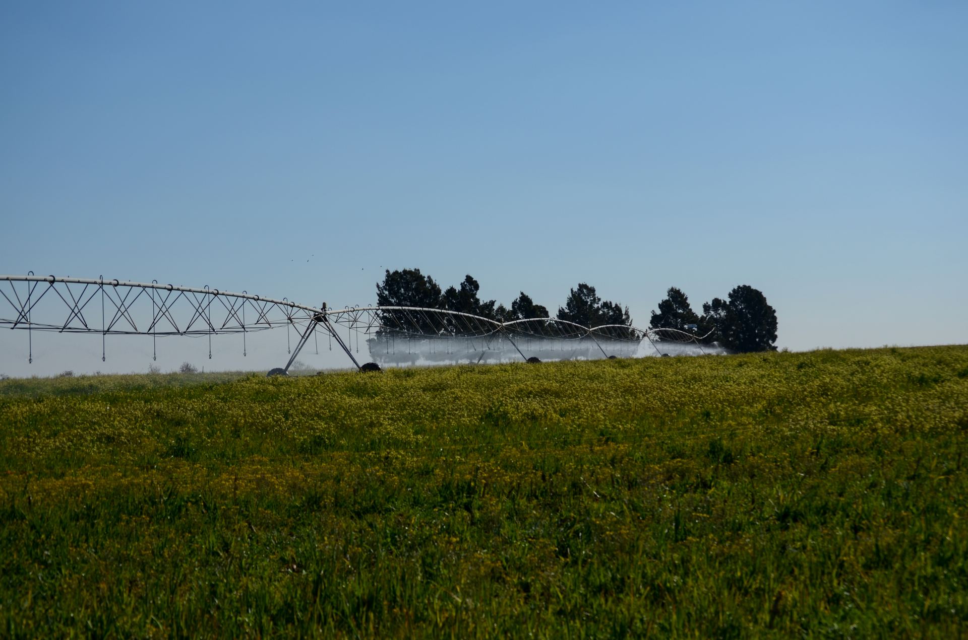 Centre-pivot irrigation system watering a green field on a South African farm